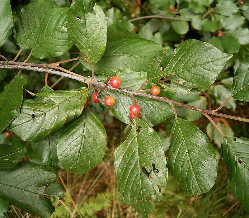 Faulbaum (Rhamnus frangula) – Produktbild, heimische Wildpflanze, Gehölze, naturnaher Garten